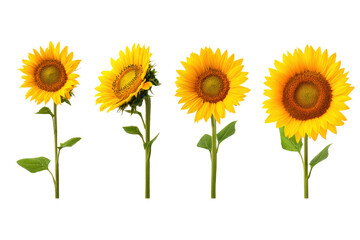 Naklejka premium Studio flat-lay of radiant sunflower on transparent background