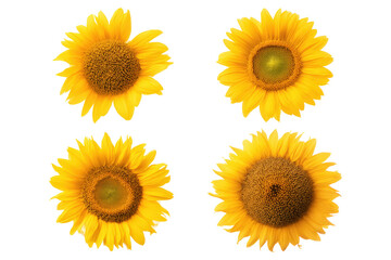 Pack of radiant sunflowers arranged flat-lay on transparent background