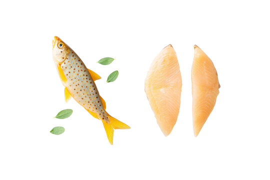 Close-up head detail of surubim fish on transparent background