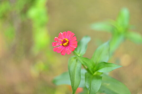 pink flower in the garden