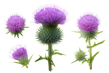 Top-view thistle head isolated on clear background