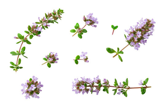 Flat-lay studio photo of fresh thyme sprigs on transparent background