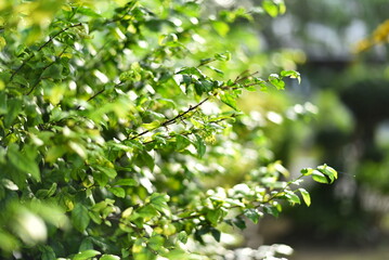 fresh green leaves