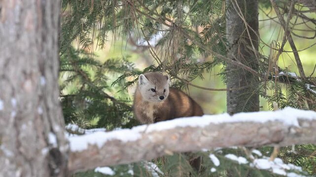 American marten in the Canadian wilderness in the winter