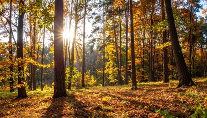 Obraz premium Sunlit autumn forest with vibrant foliage creating warm and golden hues