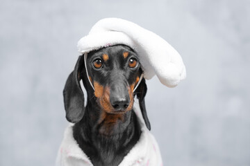Adorable dachshund with a playful nightcap hat, posing against a neutral gray backdrop. the dog's curious expression adds charm, perfect for concepts of pet care and relaxation.