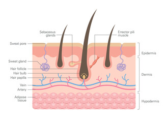 Obraz premium Hair anatomy, structure, integumentary, diagram. Human skin anatomy infographics with cross section hair follicle and vessels.