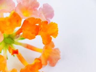 Blurry Soft Pictures of Lantana Urticoides Leaves. Also Known as West Indian Shrubverbena. Beautiful White, Yellow and Pink Flowers Colors On White Background