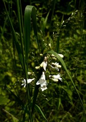 Foxglove beardtongue Lima, Ohio wildflower