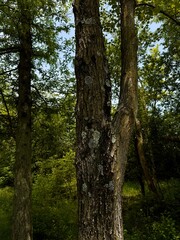 Tree with moss in Lima, ohio