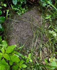 Anthill in Lima, Ohio on a hike