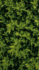 Top view of dense green shrub with fresh leaves and tiny raindrops. Lush natural background with vibrant foliage texture
