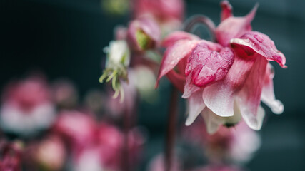 Close-up of pink bell-shaped flower with raindrops on petals. Soft focus floral image with dark natural background