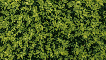 Top view of dense green shrub with fresh leaves and tiny raindrops. Lush natural background with vibrant foliage texture