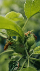 Close-up of young apple fruits forming on tree branch surrounded by green leaves. Natural early fruit development stage