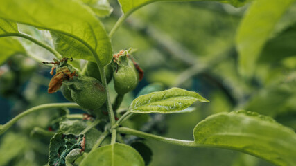 Close-up of young apple fruits forming on tree branch surrounded by green leaves. Natural early fruit development stage
