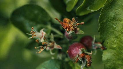 Close-up of small developing apple fruits with dried flower parts still attached. Early growth stage in natural green environment