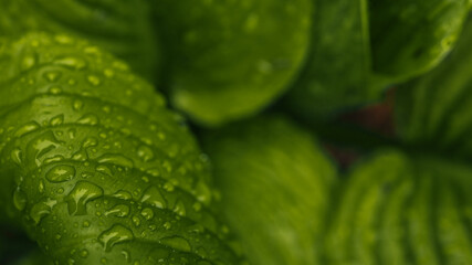Close-up of bright green leaf covered with water droplets after rain. Fresh natural texture in soft light