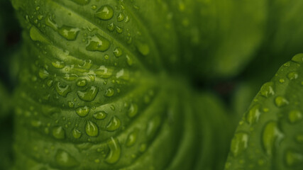 Close-up of bright green leaf covered with water droplets after rain. Fresh natural texture in soft light
