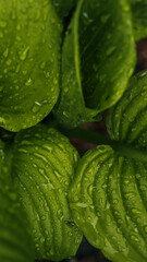 Close-up of bright green leaf covered with water droplets after rain. Fresh natural texture in soft light