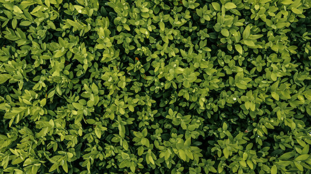 Top view of dense green shrub with fresh leaves and tiny raindrops. Lush natural background with vibrant foliage texture