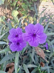 Ruellia simplex flower tree in Indonesian garden. The plant is known for its vibrant blue or purple...