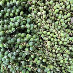 Cut off palm fruits on the ground
