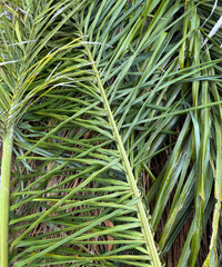 Cut off palm fronds on the ground