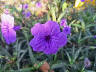 Ruellia simplex flower tree in Indonesian garden. The plant is known for its vibrant blue or purple...