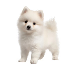 Obraz premium Fluffy Pomeranian Puppy: A captivating shot of an adorable Pomeranian puppy, showcasing its soft, white fur and irresistibly charming demeanor in a studio environment.