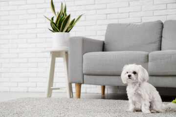 Cute Maltese dog on carpet in modern living room