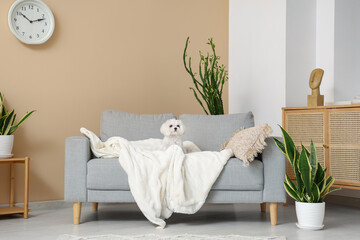 Cute Maltese dog on sofa in stylish living room