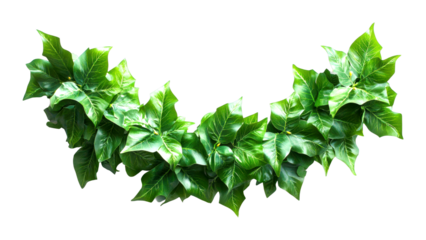 Decorative green ivy garland indoor setting plant decoration home environment isolated on transparent background
