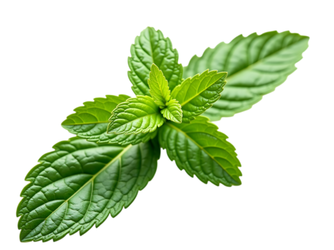 Fresh mint leaves in bright green, diagonal view from above, clean white background,garden,leaves,nature,