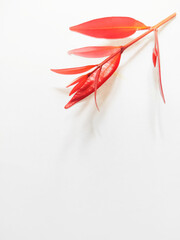 Syzygium Oleana or Red Shoots Leaves on White Background. Perfect For Wallpaper or Background. Selective Focus