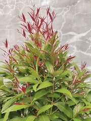 Syzygium Oleana or Red Shoots Family of Myrtaceae. Beautiful Plant on White Backround