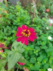 Zinnia elegans, known as youth-and-age, common zinnia or elegant zinnia, an annual flowering plant of the genus Zinnia, is one of the best known zinnias.