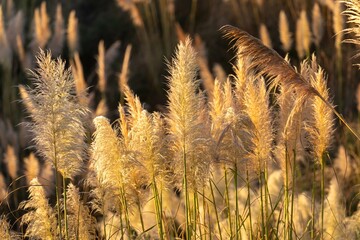 Golden hour light illuminates a field of pampas grass in Kawhia Hot Water Beach, Kawhia, Waikato,...
