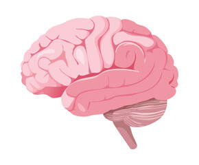 Pink Human Brain Back