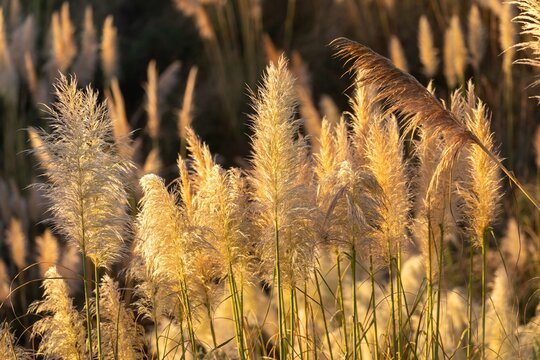Golden hour light illuminates a field of pampas grass in Kawhia Hot Water Beach, Kawhia, Waikato, New Zealand. The tall, feathery plumes sway gently, creating a serene and natural landscape scene.