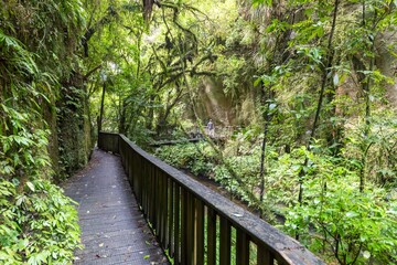 Obraz premium A man walks across a bridge on a wooden walkway through lush green forest in Mangapohue Natural Bridge, Te Anga, Waikato, New Zealand. He is enjoying the natural beauty of the area.