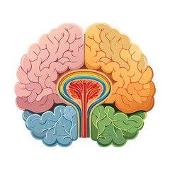 Cerebral Anatomy Sectional Scientific Graphic