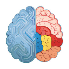 Half Dissected Human Brain Anatomy