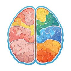 Medical Anatomy Cerebrum Lobes Colored
