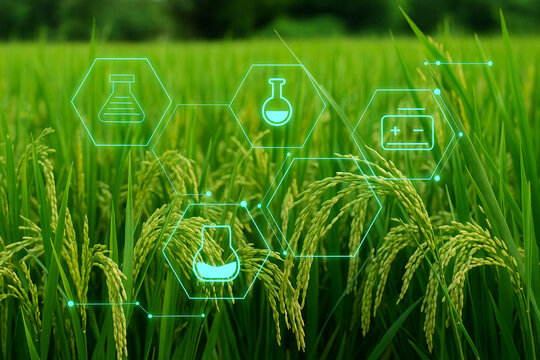 AI generated image of a lush rice field enhanced with biotech digital overlay showing lab tools nutrients and energy icons symbolizing scientific precision in modern farming