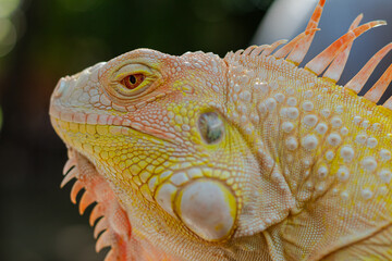 Exotic Reptile - Detailed Portrait of an Iguana