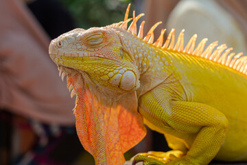 Colorful Orange Iguana Sunbathing on Wood