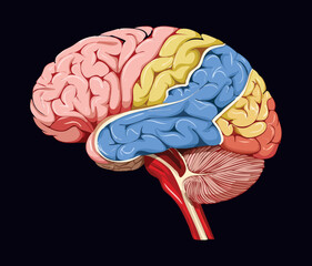 Brain Lobes Anatomy Medical Illustration