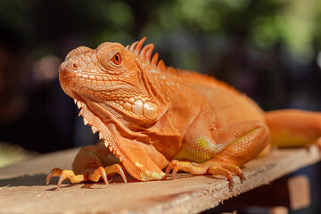 Colorful Orange Iguana Sunbathing on Wood