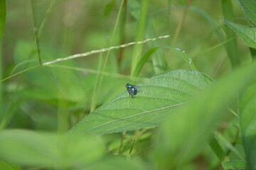 dragonfly on a leaf